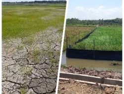 Perbedaan Kondisi Sawah Kelompok Ulim dan Dungun di Desa Batu Betumpang 