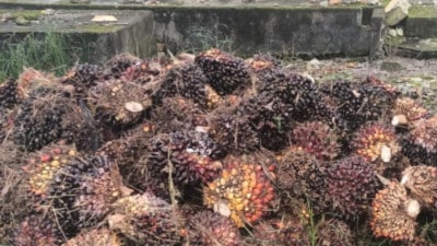 Screenshot 20250912 141434 Gallery